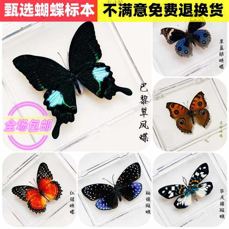 真蝴蝶标本亚克力盒装摆件高透明度幼儿教学科普家居装饰生日,家居饰品,标本类装饰画,淘宝优惠券,粉丝福利购,淘宝优惠卷