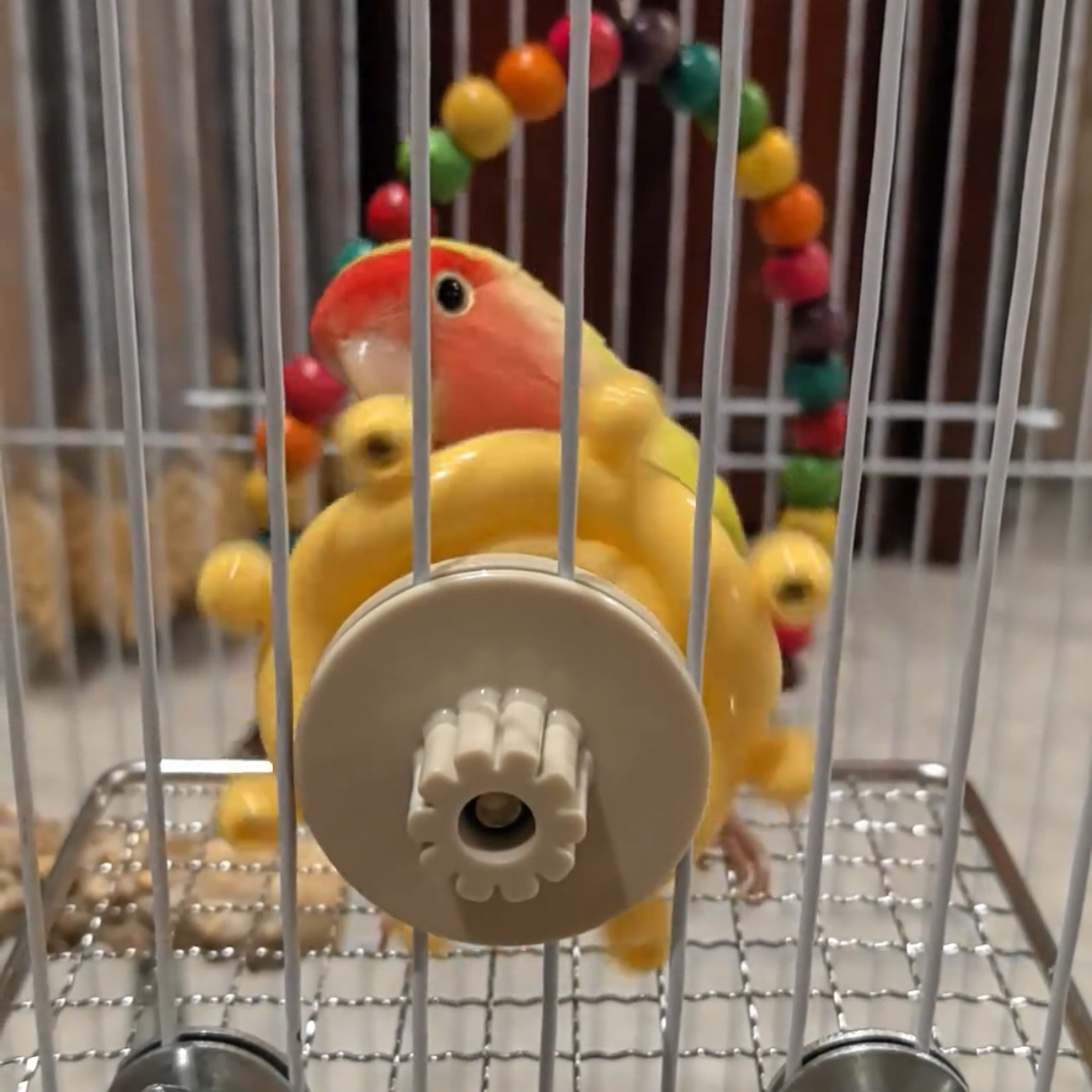 新款迷你方向盘飞碟转转乐小鸟玩具旋转风火轮摩天轮解压啃咬玩具,宠物/宠物食品及用品,鸟玩具,淘宝优惠券,粉丝福利购,淘宝优惠卷