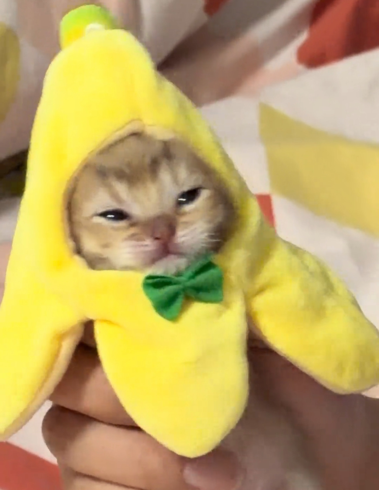 香蕉猫头套新款2026趣味黄色可爱猫咪摆拍道具毛绒玩具玩偶头套