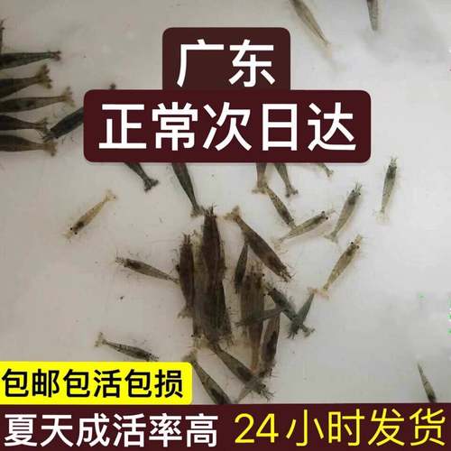 广东黑壳虾活体除藻鱼套餐除藻虾清洁虾观赏虾草虾鱼缸活体