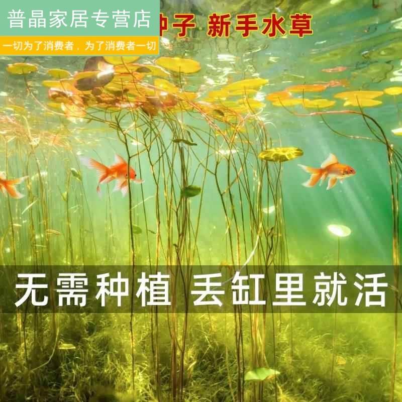 水培碗莲苗装饰金鱼缸绿植物鱼池养鱼无土纯水培水养懒人睡莲碗莲