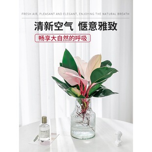 水培植物粉公主铂金钻盆栽蔓绿绒大叶绿公主室内四季好养绿植花卉