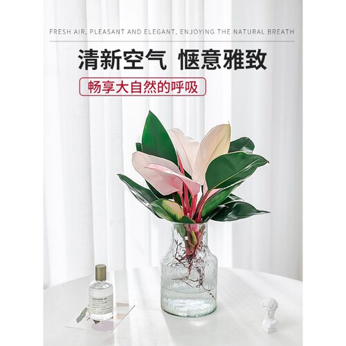 水培植物粉公主铂金钻盆栽蔓绿绒