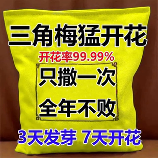 三角梅专用开花粉促芽剂催光杆发芽治黄叶落叶枯萎壮根助生长肥料