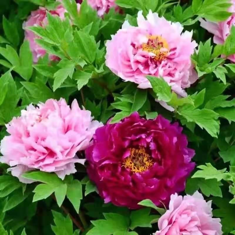 Peony Seeds, Potted Seed, Peony Flower Seed GarSden Plants,