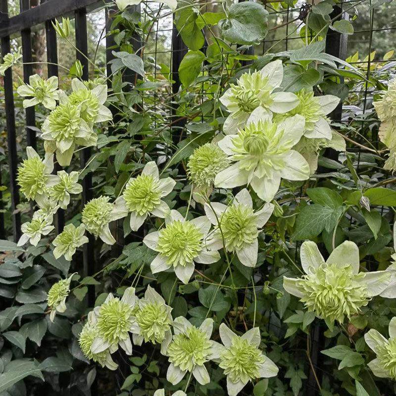 薄荷铁线莲花苗盆栽爬藤藤本皇后重瓣大花丰花多季攀援花卉绿植物,鲜花速递/花卉仿真/绿植园艺,绣球/木绣球/木本植物,淘宝优惠券,粉丝福利购,淘宝优惠卷