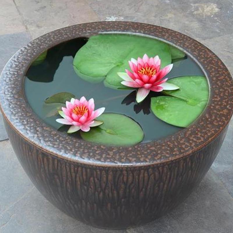 睡莲带花苞带泥土池塘水池水培植物四季水培碗莲荷花盆栽花卉花苗