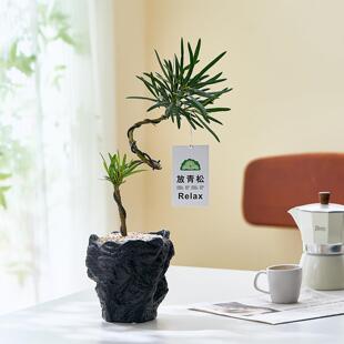 造型罗汉松盆栽诧寂风茶室绿植盆栽室内桌面装饰摆饰高级感植物