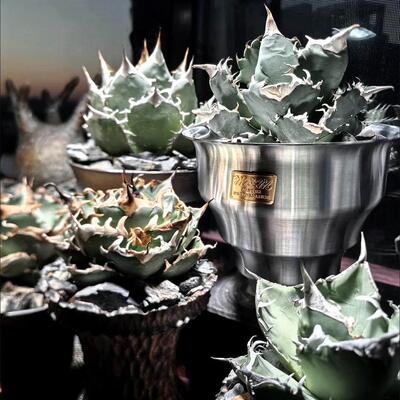 Masses金属花盆铝盆木村拓哉type4/5新品上线龙舌兰块根植物花盆