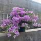 三角梅盆栽室内阳台庭院好养花卉四季 巴西紫 开花爬藤好养