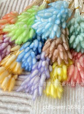 花者ins风云南渐变色干花兔尾草永生花束多色现货可选永生花