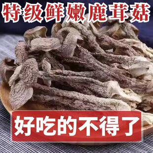 【农家】鹿茸菇新鲜干货无硫鹿茸菌古田特产新货干鹿茸菇正品煲汤