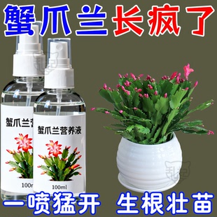 蟹爪兰催花专用营养液干瘪软烂根壮根不开花催花延花期 猛出苞