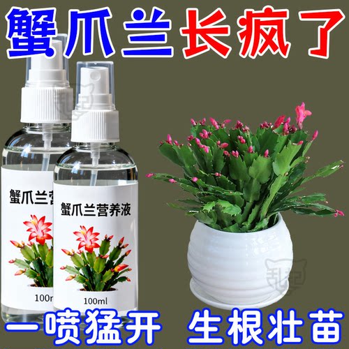 蟹爪兰催花营养液【3天皆爆盆】