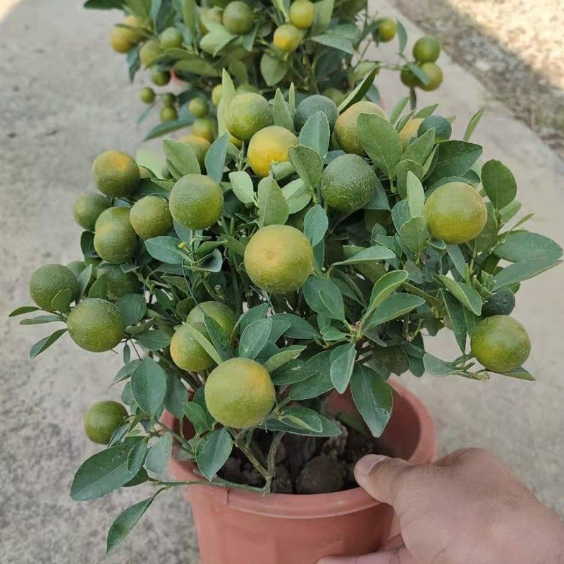 四季橘子年橘树盆栽桔苗朱砂橘室内外阳台常青绿植观赏带果包邮,鲜花速递/花卉仿真/绿植园艺,绿植,淘宝优惠券,粉丝福利购,淘宝优惠卷
