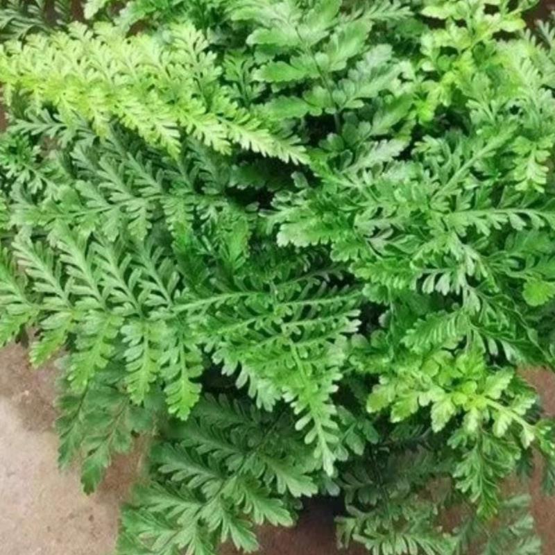 吉姆蕨盆栽室内绿植好养的蕨类植物