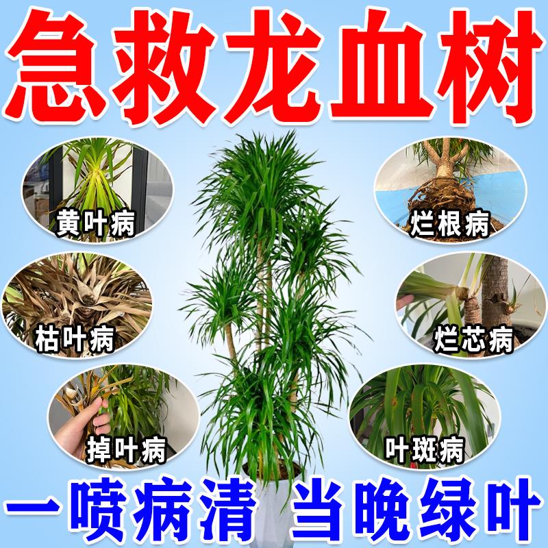 龙血树专用营养液龙须树肥料叶子发黄枯叶烂根干尖病杀菌药有机肥
