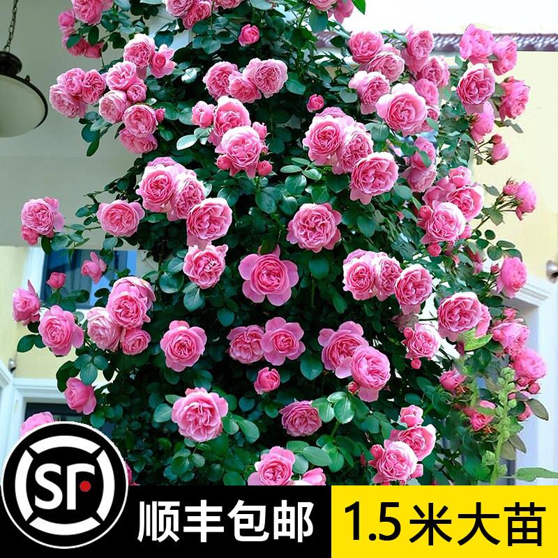 【1米5大苗】蔷薇花苗爬藤月季特大花藤本植物月季庭院盆栽开花卉