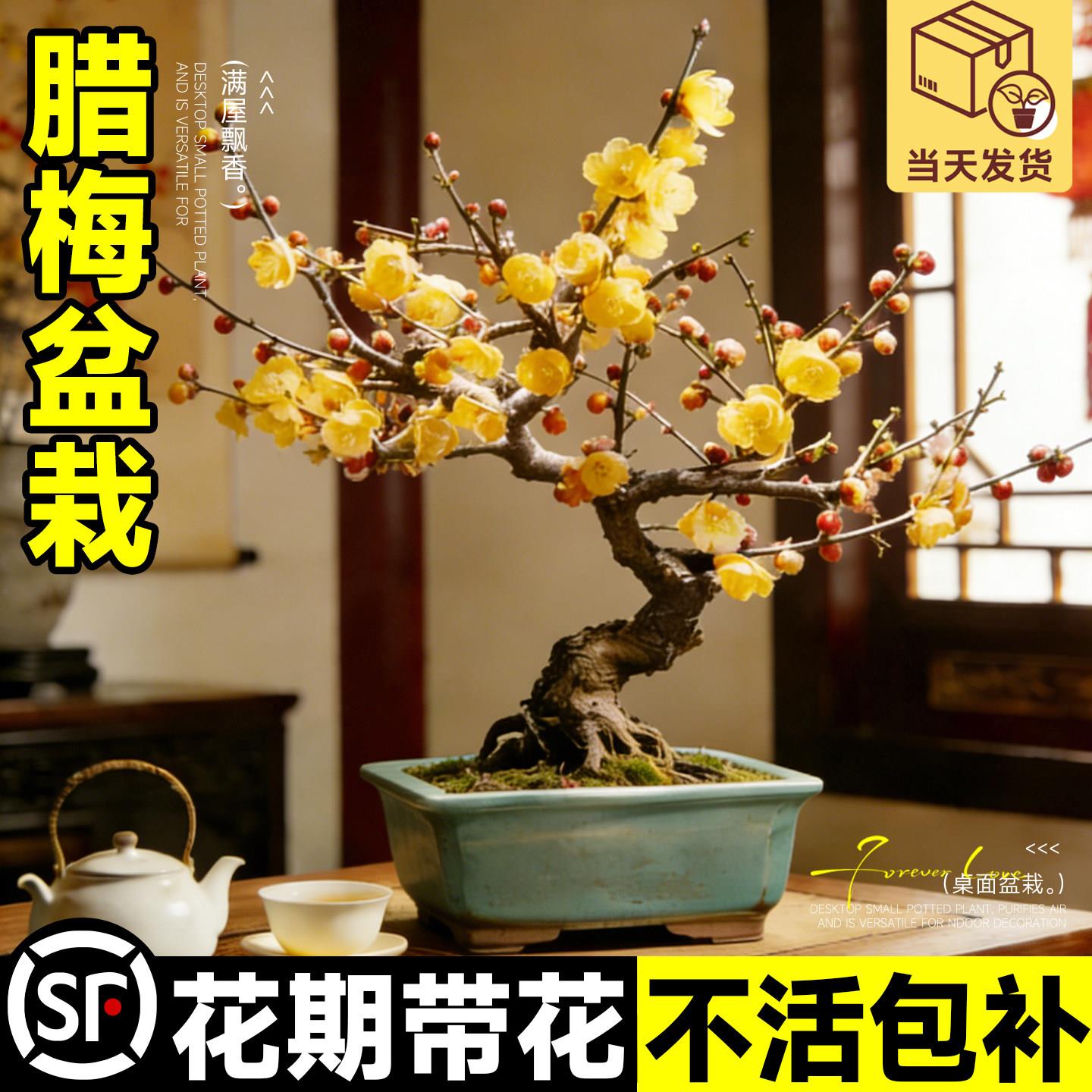 腊梅花树苗盆栽浓香型室内四季耐寒花卉阳台易活老桩盆景素心蜡梅