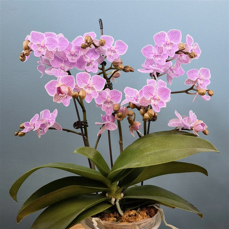 MP319樱花大舌头蝴蝶兰3.0寸杯带花箭苗中小花型丰花对版洋兰