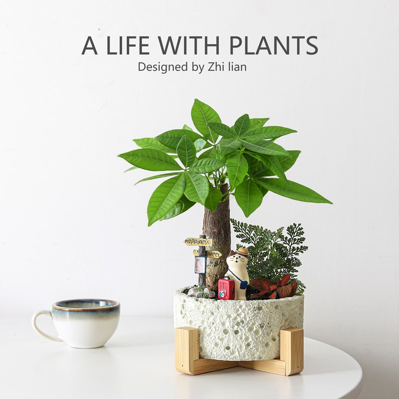 发财树盆栽花卉办公室招财绿植室内桌面好养盆景旺宅植物礼物送礼