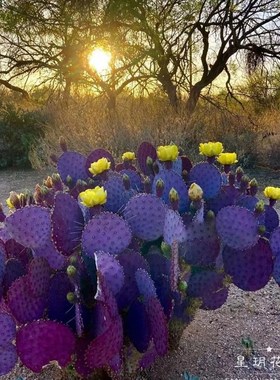 龙舌兰植物仙人球紫色圣丽塔仙人掌属耐寒耐热沙生花园花境植物