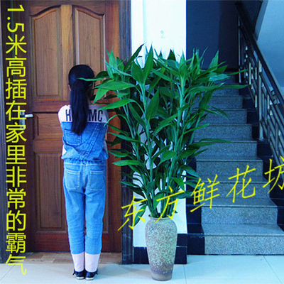 大号粗杆富贵竹带根植物吸水养办公室客厅节节高绿植室内盆栽水培
