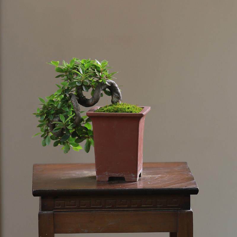 胡椒木真柏六月雪造型木本植物盆栽一物一拍老桩老盆绿植盆景,鲜花速递/花卉仿真/绿植园艺,造型盆景,淘宝优惠券,粉丝福利购,淘宝优惠卷