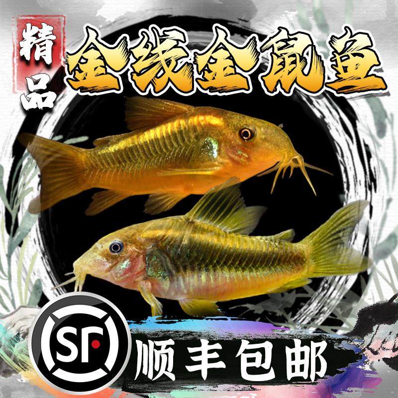 金线金鼠鱼金苔鼠清洁工具鱼清道夫观赏鱼底栖鱼活体鱼缸除藻鱼,宠物/宠物食品及用品,鱼,淘宝优惠券,粉丝福利购,淘宝优惠卷