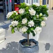 栀子花香水盆栽树苗四季 开 花多年生耐寒耐热阳台室内土培水培花