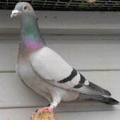 瓦灰鸽子活物一对信鸽种鸽青年鸽幼鸽赛鸽下蛋鸽活物鸽子苗包活体