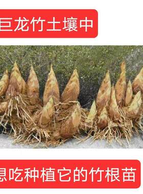 巨龙竹根大型竹子苗楠竹种植食用大竹春冬笋苗庭院四季种笋毛竹苗