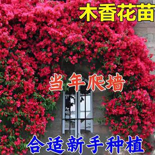 红木香树苗四季开花爬藤禄植物黄木香花大苗庭院耐热蔷薇花卉盆栽