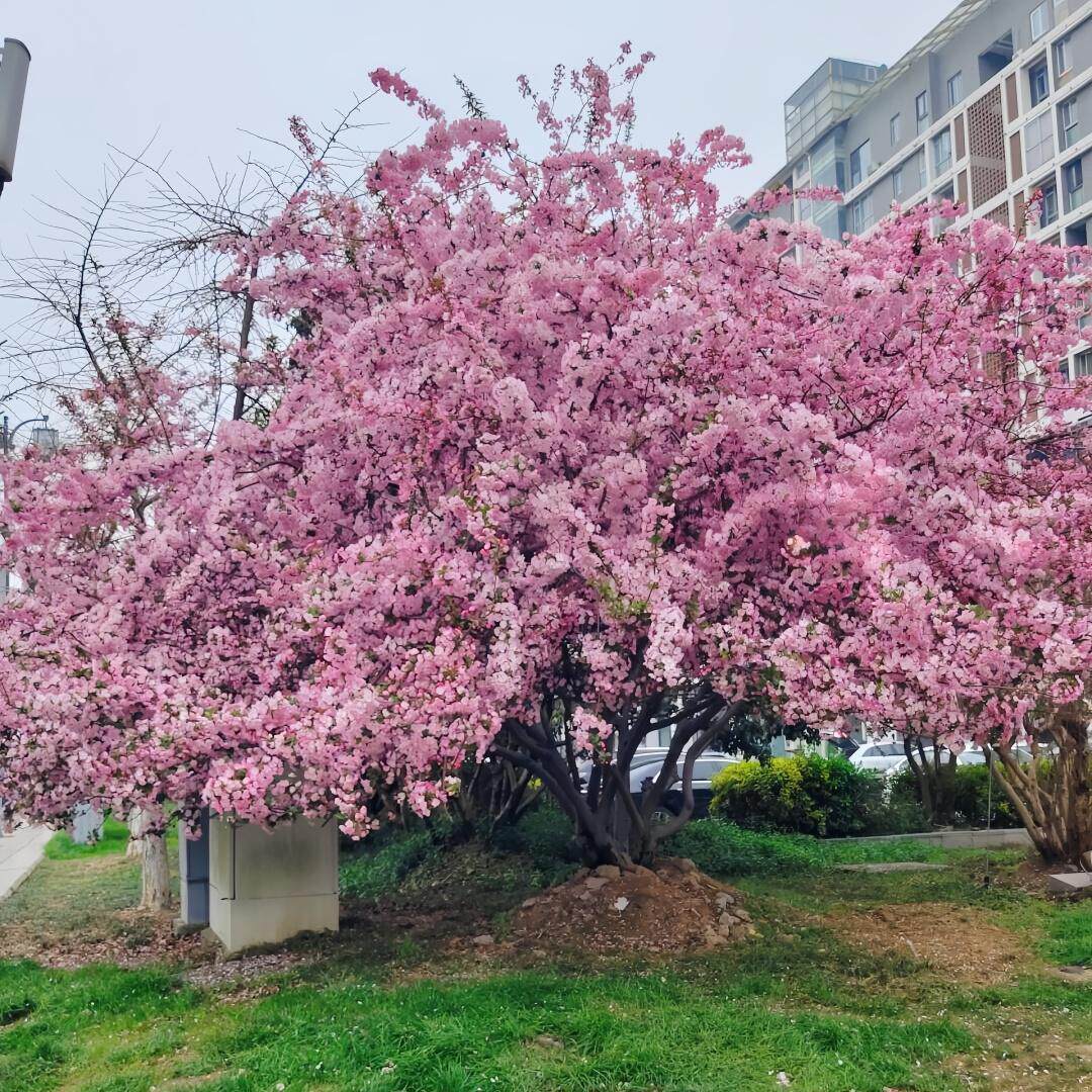 垂丝海棠西府海棠花树苗庭院别墅花园室外大型造景耐寒风景树植物
