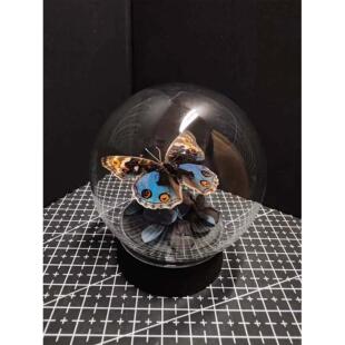 翠蓝眼蛱蝶真蝴蝶艺术标本玻璃罩摆件小众手工生日收藏礼物真蝴蝶