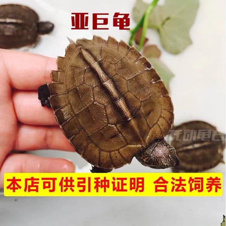 亚洲巨型龟亚巨乌龟观赏种龟苗大乌龟素食吃蔬菜水果办税龟宠物