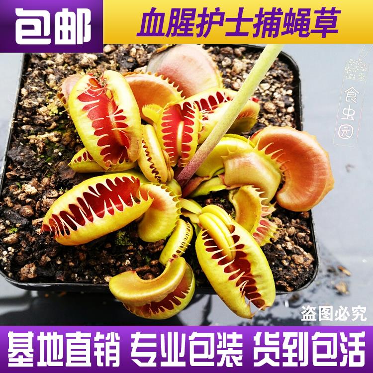 【血腥护士捕蝇草】食虫植物 食虫草 趣味绿植盆栽 稀有品种 包邮