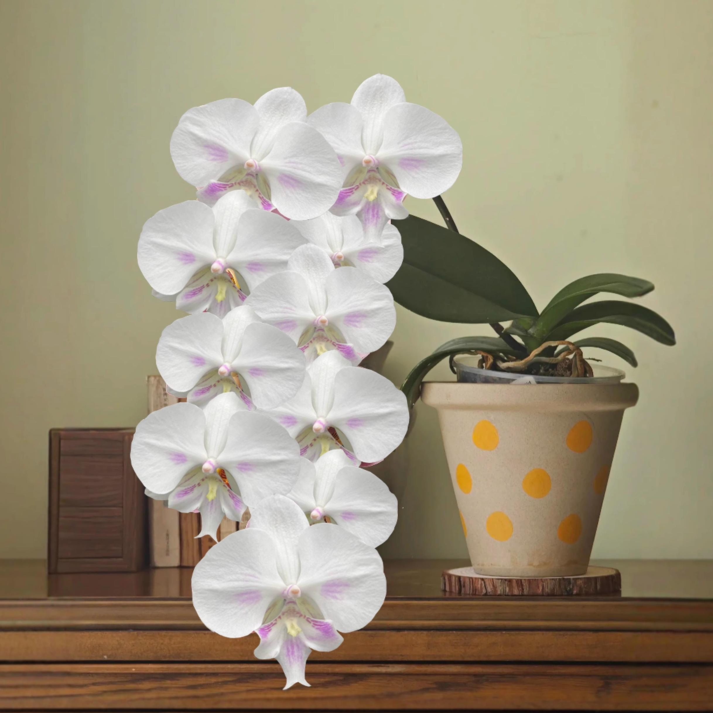 日月之光超大花蝴蝶兰花带花苞带腮红四季好养活盆栽客厅室内花卉