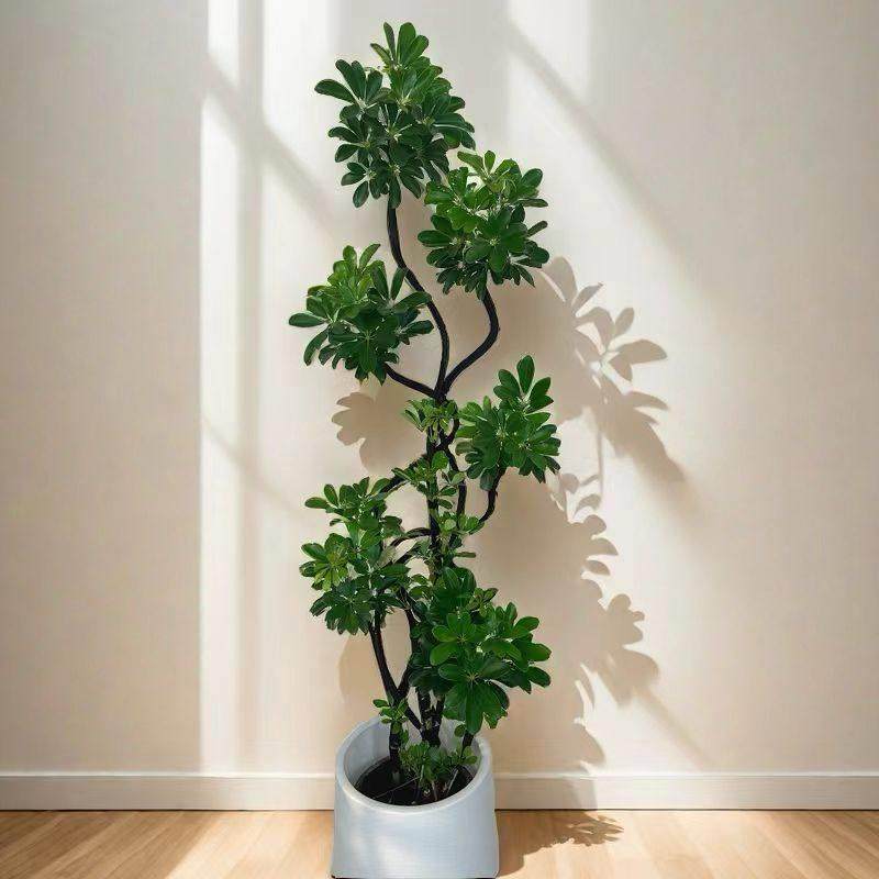 网红造型鸭脚木好养耐活高级感客厅室内大型盆栽,鲜花速递/花卉仿真/绿植园艺,大型绿植/成品组合盆栽,淘宝优惠券,粉丝福利购,淘宝优惠卷