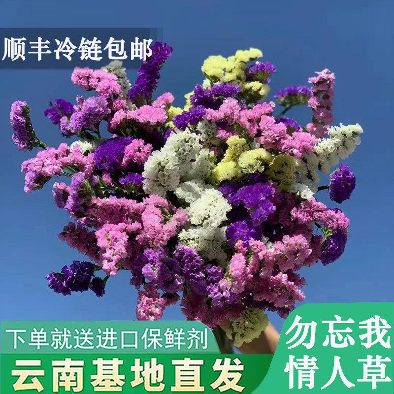 勿忘我鲜花云南基地直发情人草可做干花家用水养插花鲜切花配花