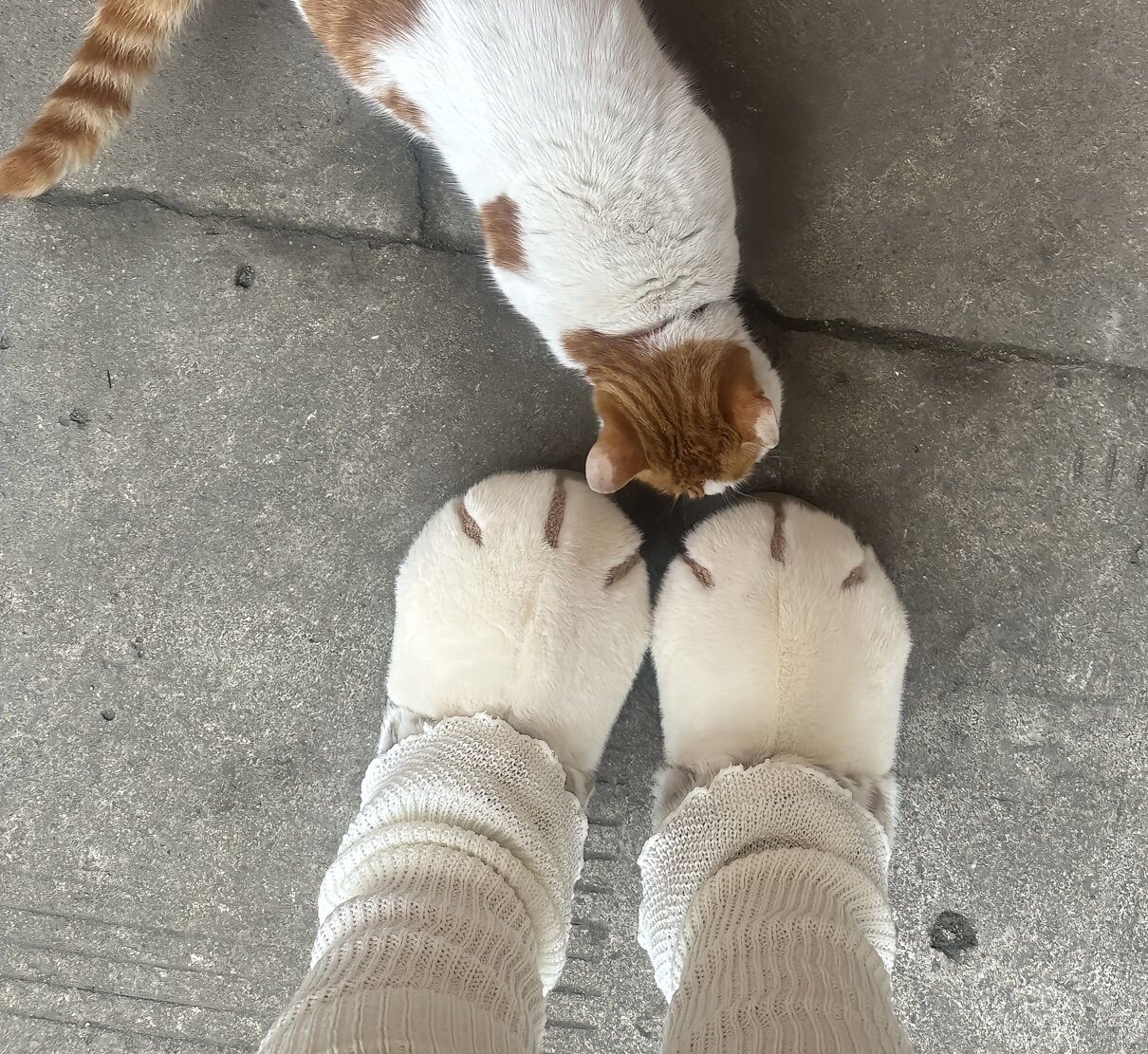 冬季猫爪高帮棉鞋女款包跟加厚毛绒室内居家不臭脚卡通棉拖鞋