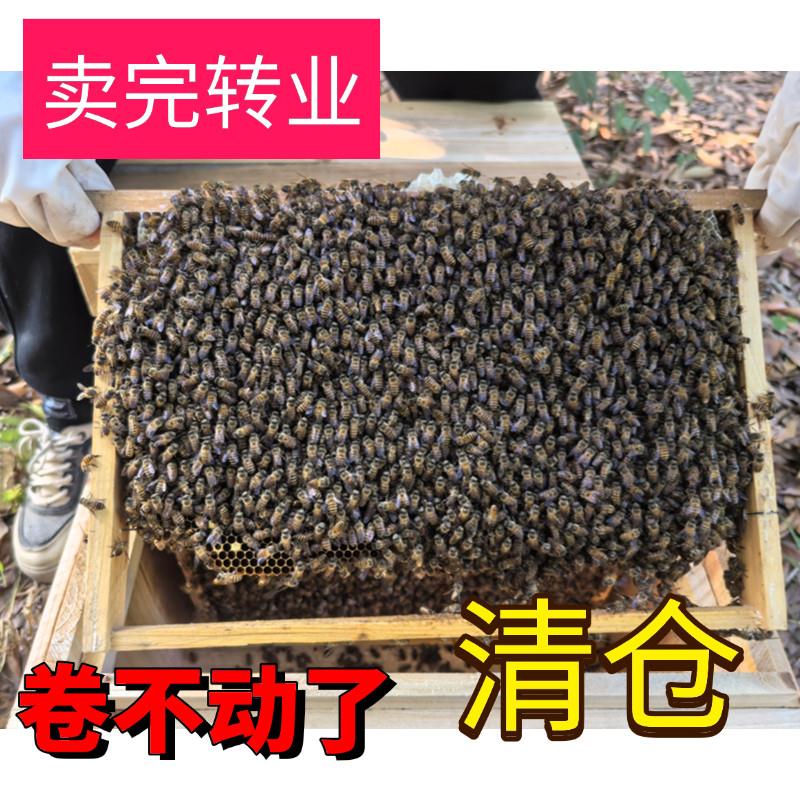 中蜂蜂群出售蜂王种群中华土蜂活体蜜蜂出售蜂箱蜂王巢础蜂箱