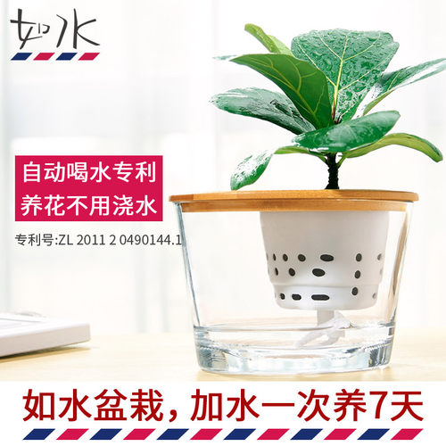如水盆栽容易养 发财树开业送礼B招财办公室客厅桌面水养水培植物
