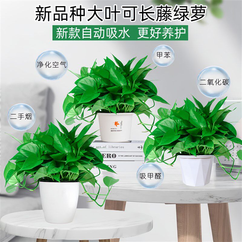 绿萝盆栽室内g客厅吸除甲醛净化空气植物花卉水培绿植长藤垂吊绿