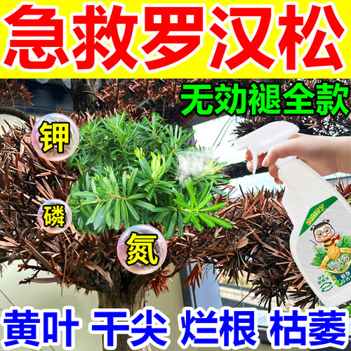 罗汉松专用肥喜酸植物叶面喷施营养液防黄N落枯叶烂黑根腐杀虫剂