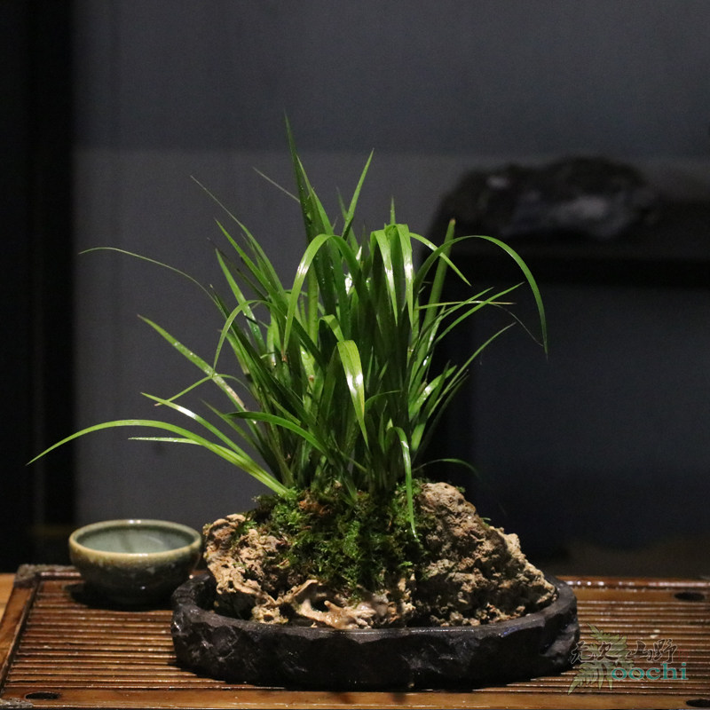 一物一拍龙根菖蒲易养喜阴耐水泡盆景茶席茶庞书房植X物吸水石种