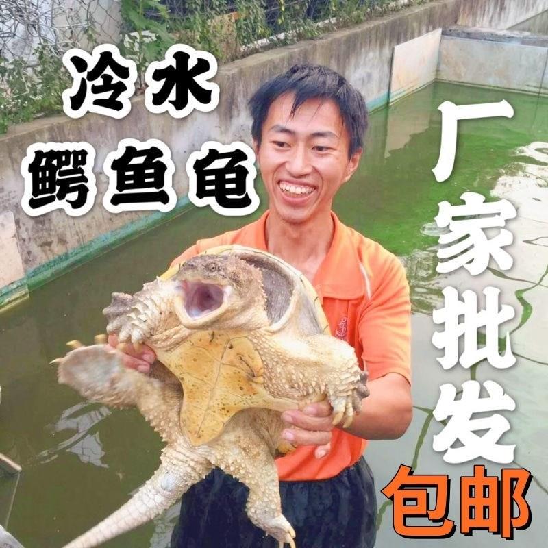 鳄龟活物食用肉龟鳄龟大鳄 食用鳄鱼龟大的食用乌龟活物大个巨型