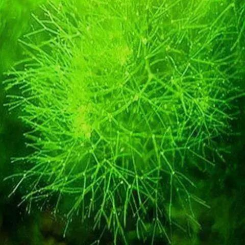 满天星水生植物无根耐活生长快懒人水草小虾小鱼躲避繁殖入缸成景