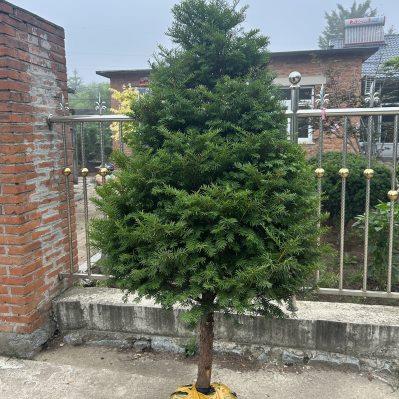 圣诞树塔型正宗东北红豆杉树苗盆栽树桩盆景高绿植大室内客厅庭院