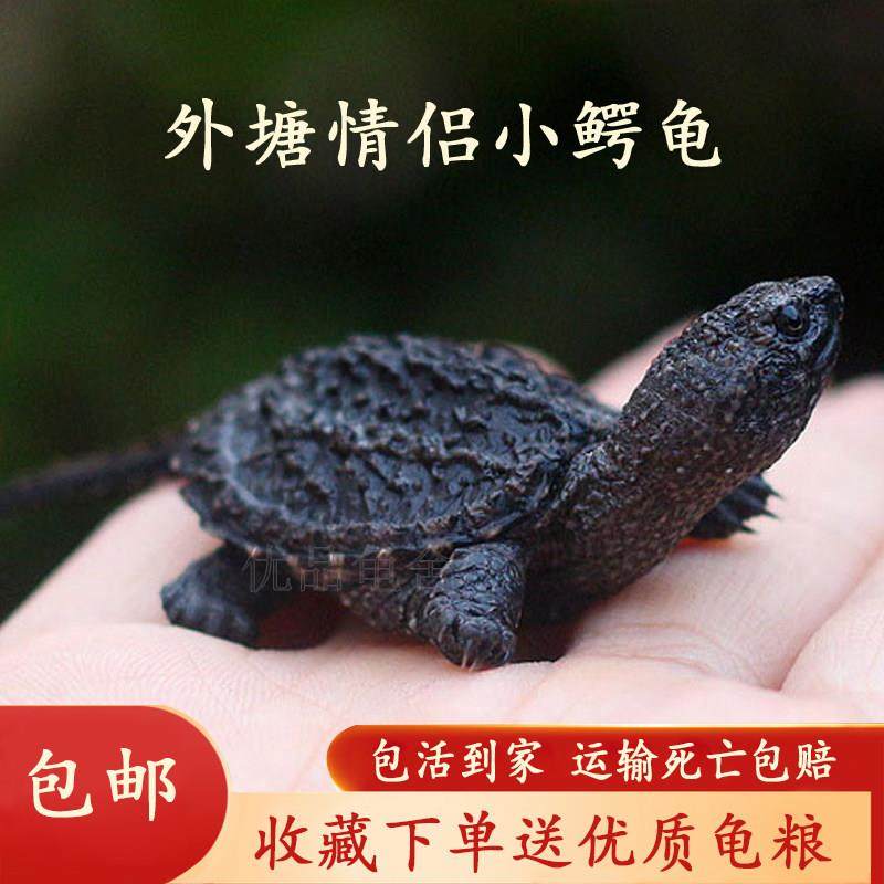 北美小鳄龟苗活物宠物龟观赏龟杂佛食肉龟水龟外塘凶猛小乌龟活物,宠物/宠物食品及用品,龟/鳖,淘宝优惠券,粉丝福利购,淘宝优惠卷